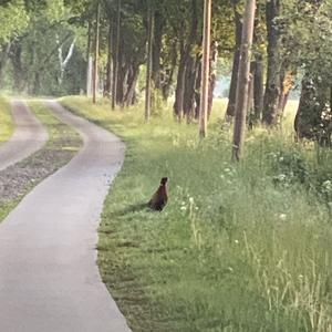 Common Pheasant