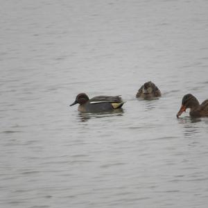 Common Teal