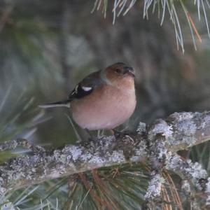 Eurasian Chaffinch