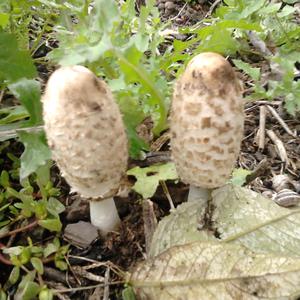 Shaggy Mane