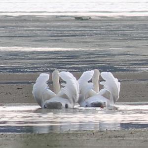 Mute Swan