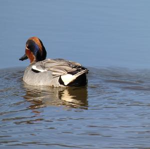 Common Teal