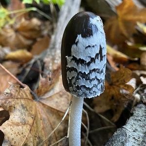 Magpie Ink-cap