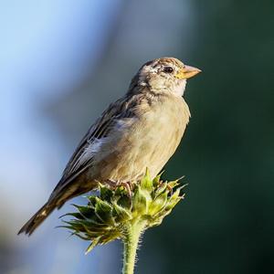 House Sparrow