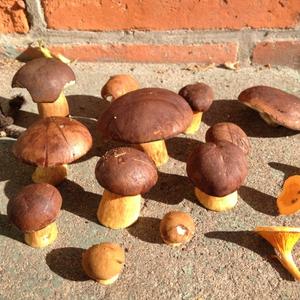 Bay Bolete