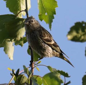 Eurasian Siskin