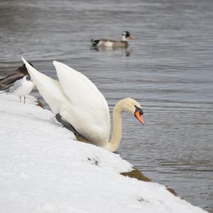 Höckerschwan