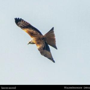 Red Kite