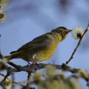 European Greenfinch