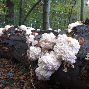 Bear`s Head Tooth