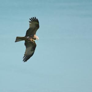 Common Buzzard