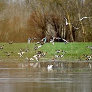 Black-tailed Godwit