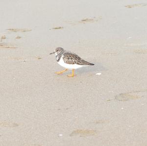 Ruddy Turnstone