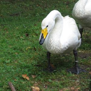 Whooper Swan