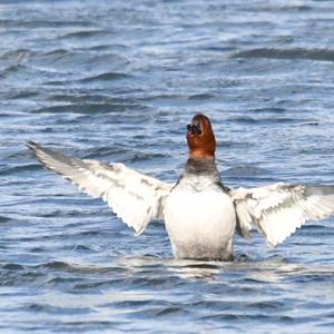 Common Pochard