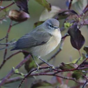 Lesser Whitethroat