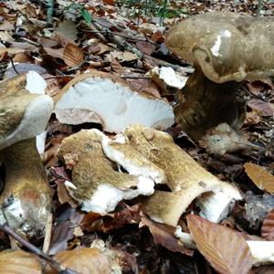 Bitter Bolete