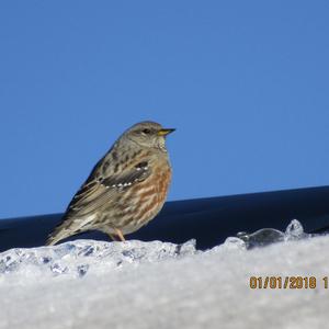 Alpine Accentor