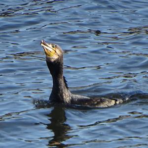 Great Cormorant