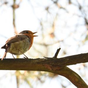 European Robin