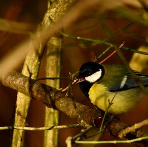 Great Tit