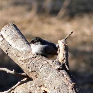 Sardinian Warbler