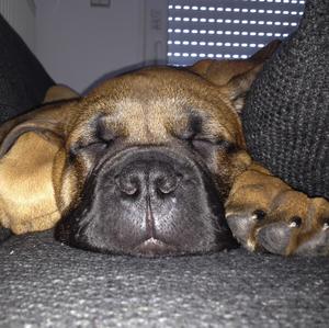 Bullmastiff