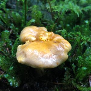 Chanterelle, Common