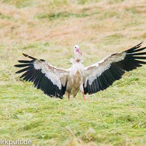 White Stork