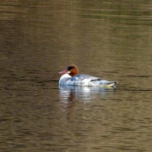 Common Merganser