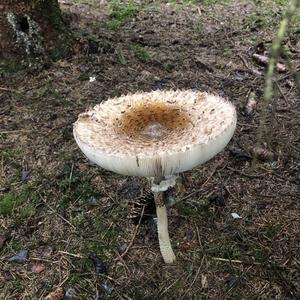 Parasol Mushroom