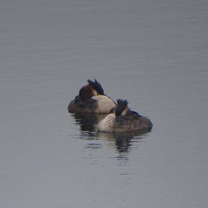 Great Crested Grebe