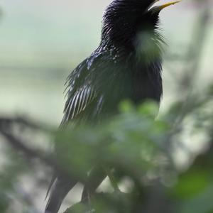 Common Starling