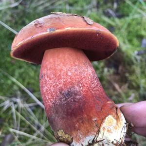 Lurid Bolete