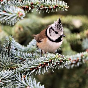 Crested Tit