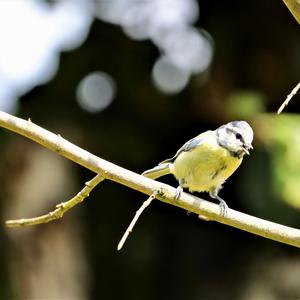 Blue Tit