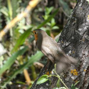 European Robin