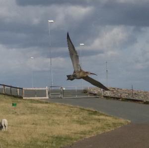 Eurasian Curlew