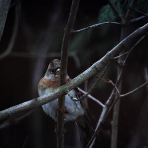 Brambling