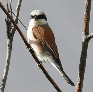 Red-backed Shrike