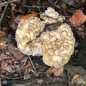 Hen-of-the-Woods