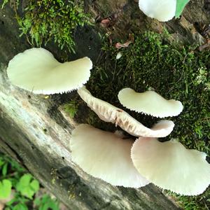 Oyster Mushroom