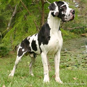 Great Dane