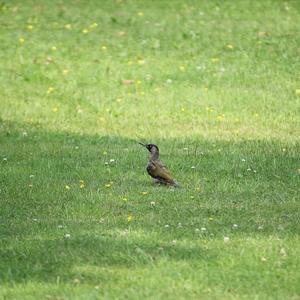 Eurasian Green Woodpecker