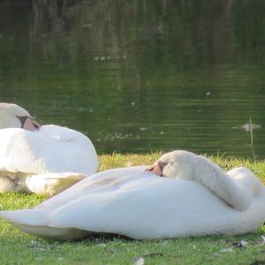 Mute Swan