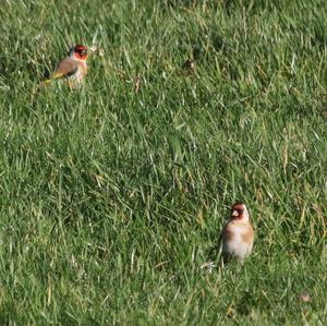 European Goldfinch