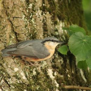 Wood Nuthatch