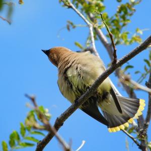 Cedar Waxwing