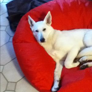 Berger Blanc Suisse