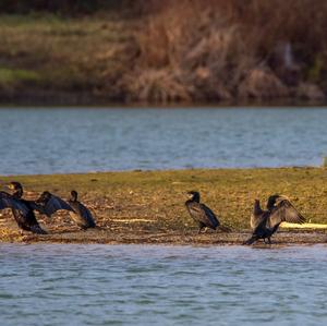 Great Cormorant